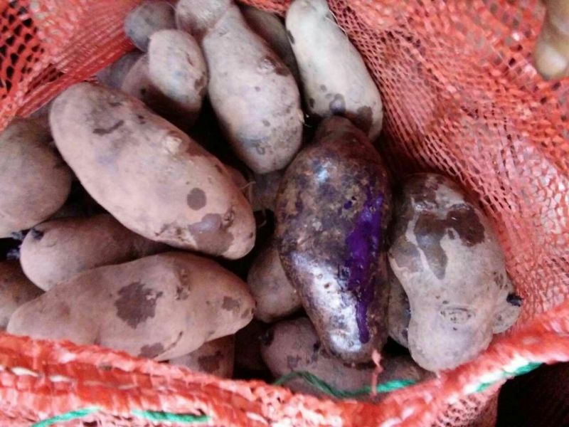 黑金刚土豆种子原种