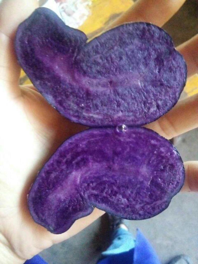 黑金刚土豆种子原种