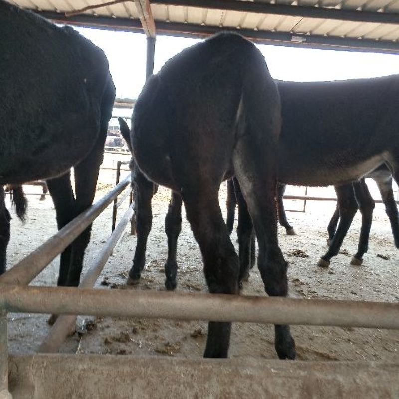 肉驴免费送货上门，技术跟踪指导签订回收合同报销路费