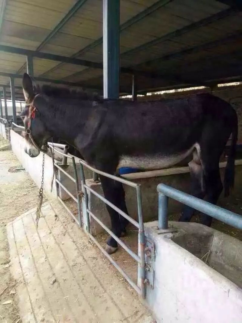 肉驴免费送货上门，技术跟踪指导签订回收合同报销路费