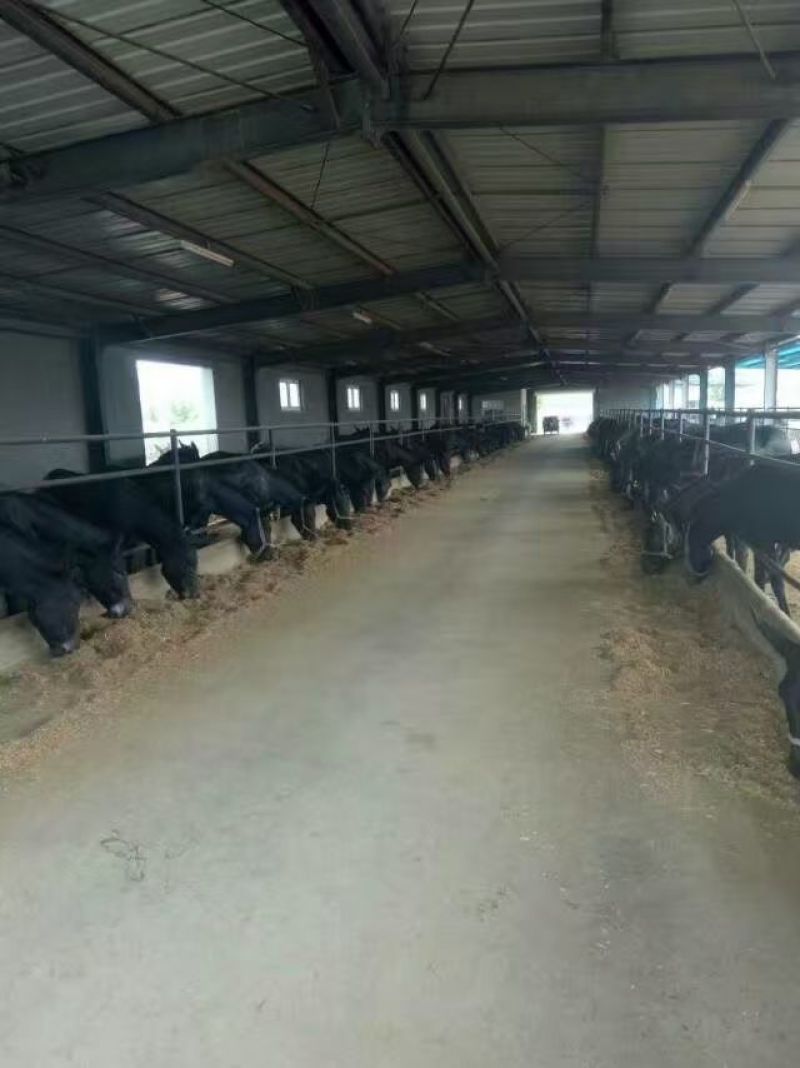肉驴免费送货上门，技术跟踪指导签订回收合同报销路费