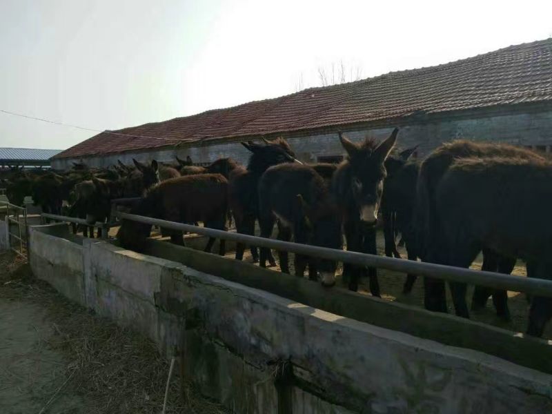 肉驴免费送货上门，技术跟踪指导签订回收合同报销路费