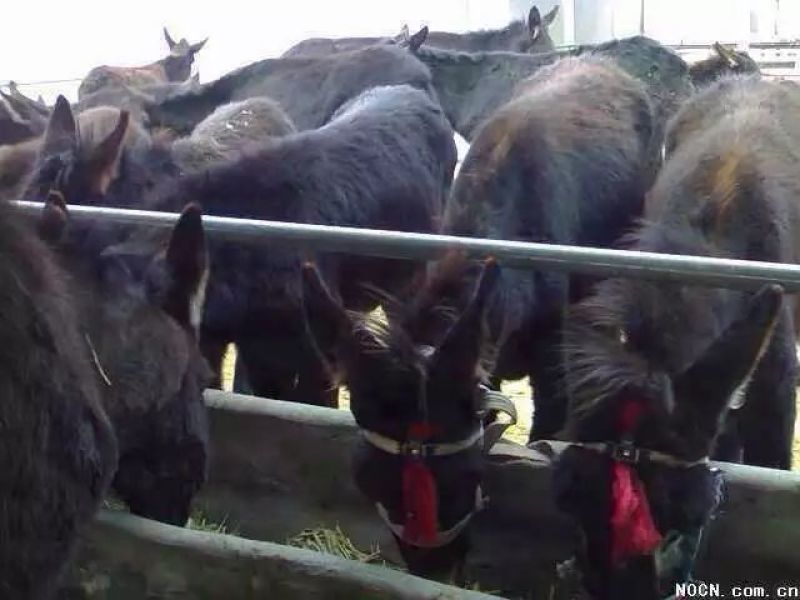 肉驴免费送货上门，技术跟踪指导签订回收合同报销路费