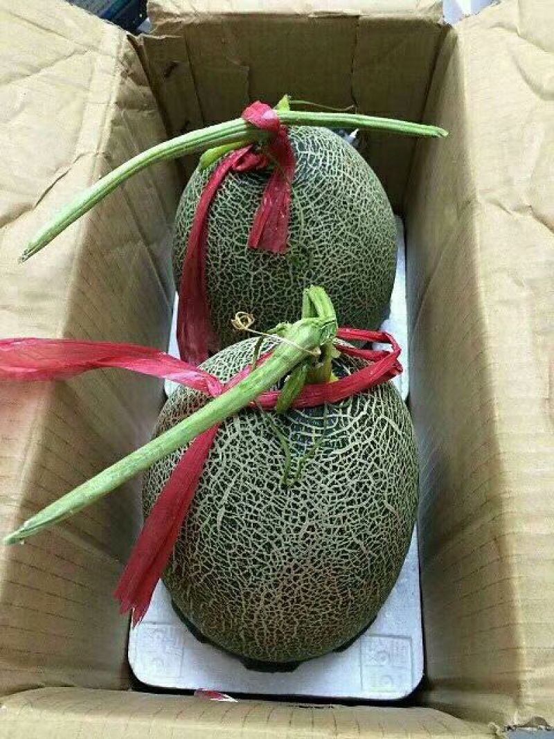 西州蜜瓜3斤以上椭圆形