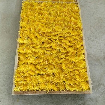 金丝皇菊茶特级