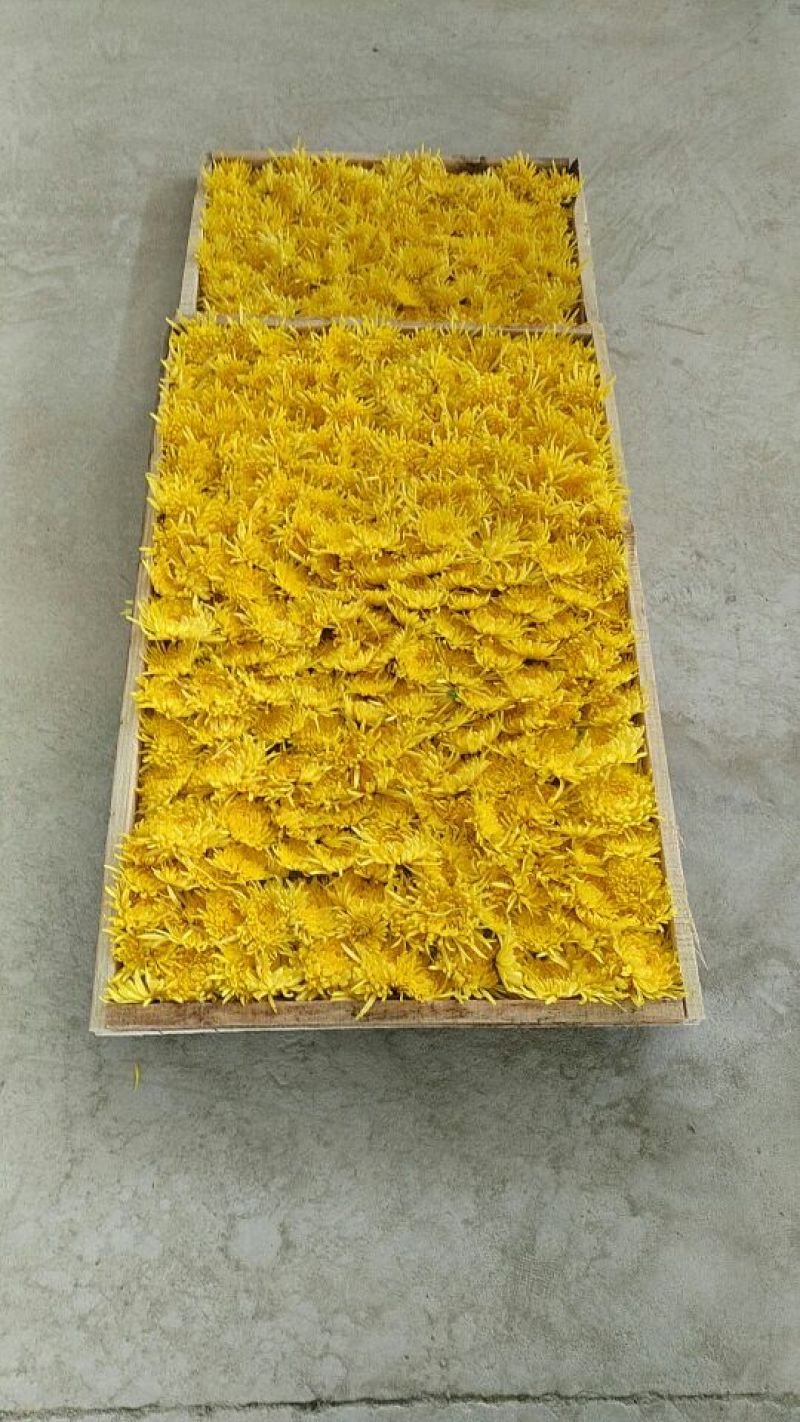 金丝皇菊茶特级