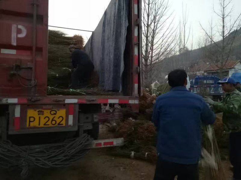 无花果苗50~80cm