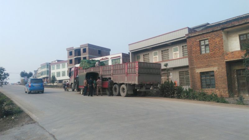 黄花菜种苗高产品种现挖现发