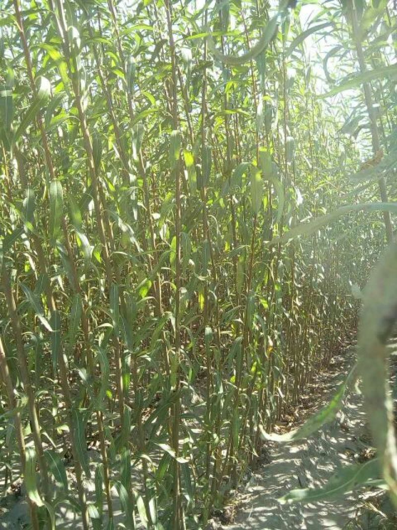 柳树苗高度在1.-2.4米基地直发对接各类客户