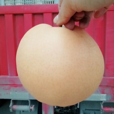 梨200~250g纸加膜