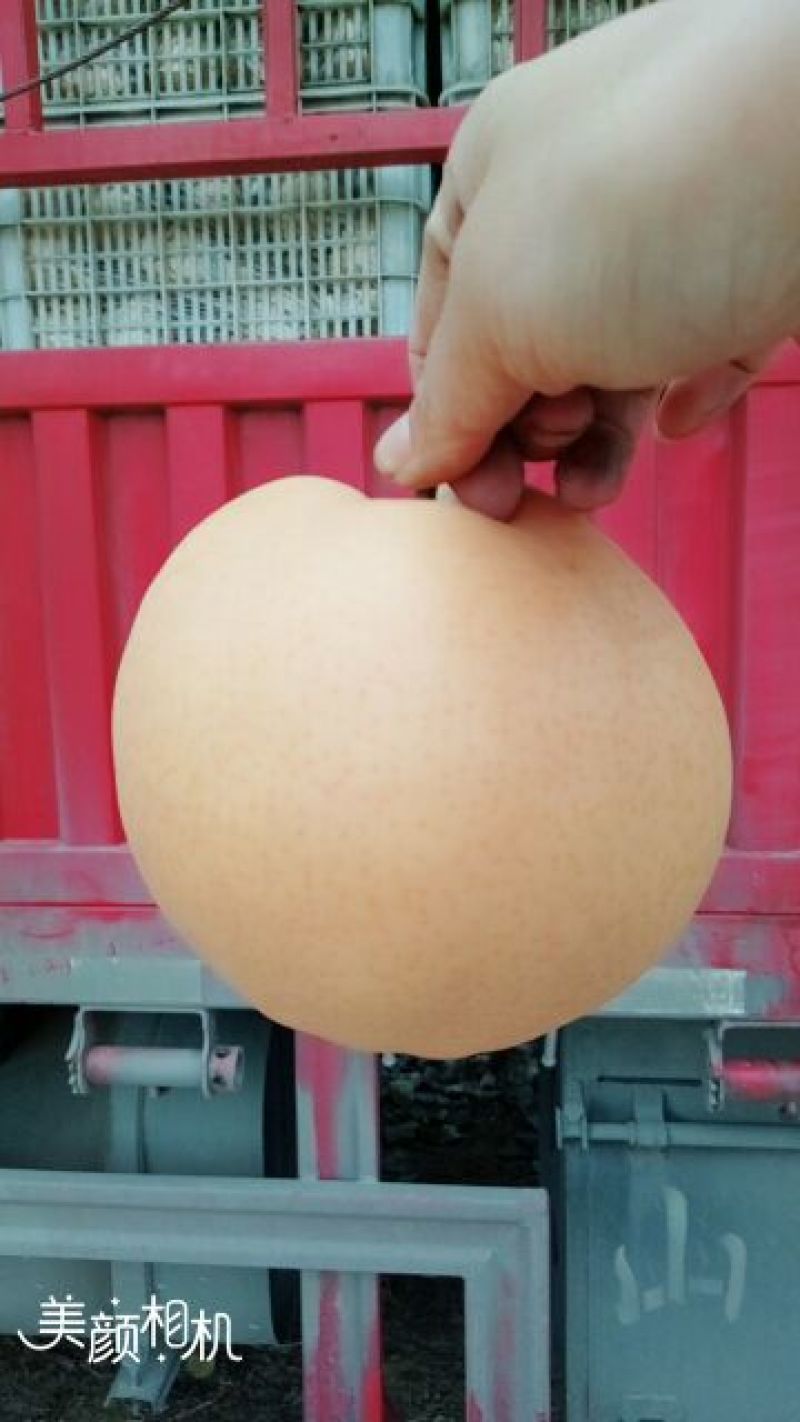 梨200~250g纸加膜