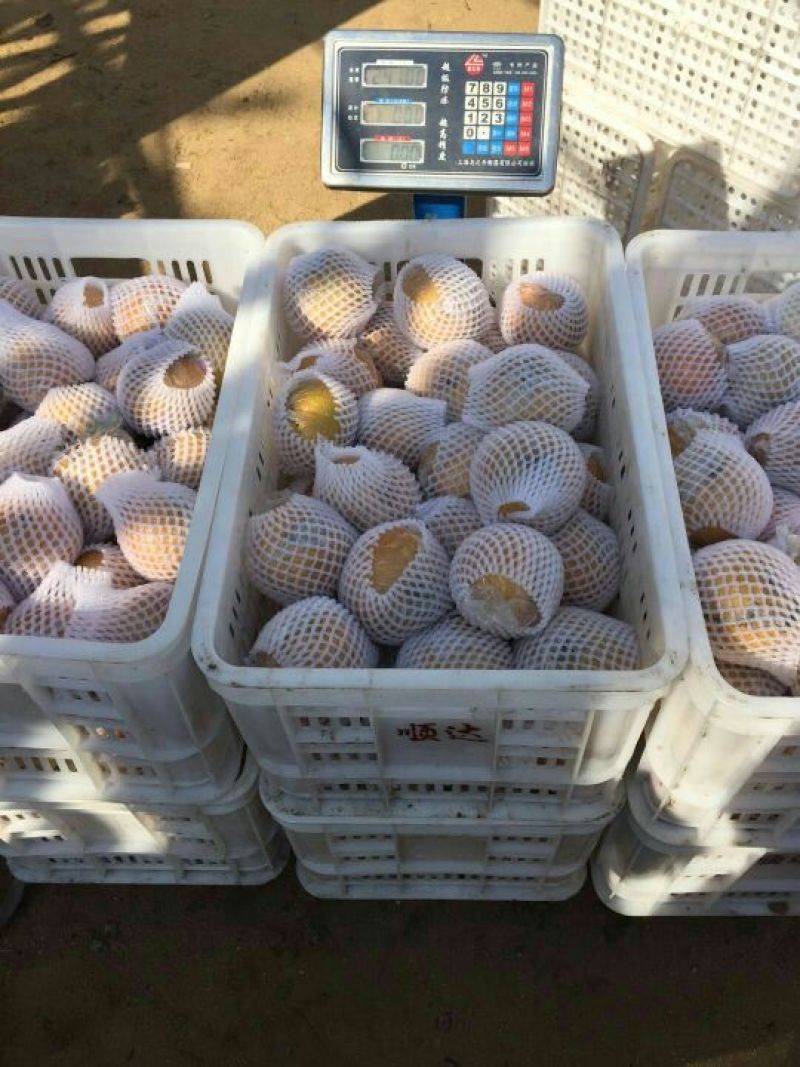 梨200~250g纸加膜