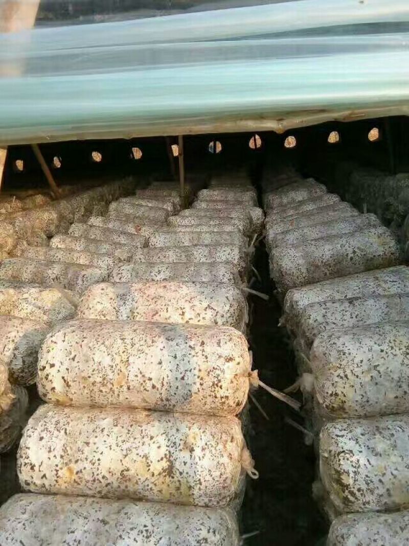 河北邯郸平菇菌棒平菇菌，包抗病高产免费技术指导欢迎来电
