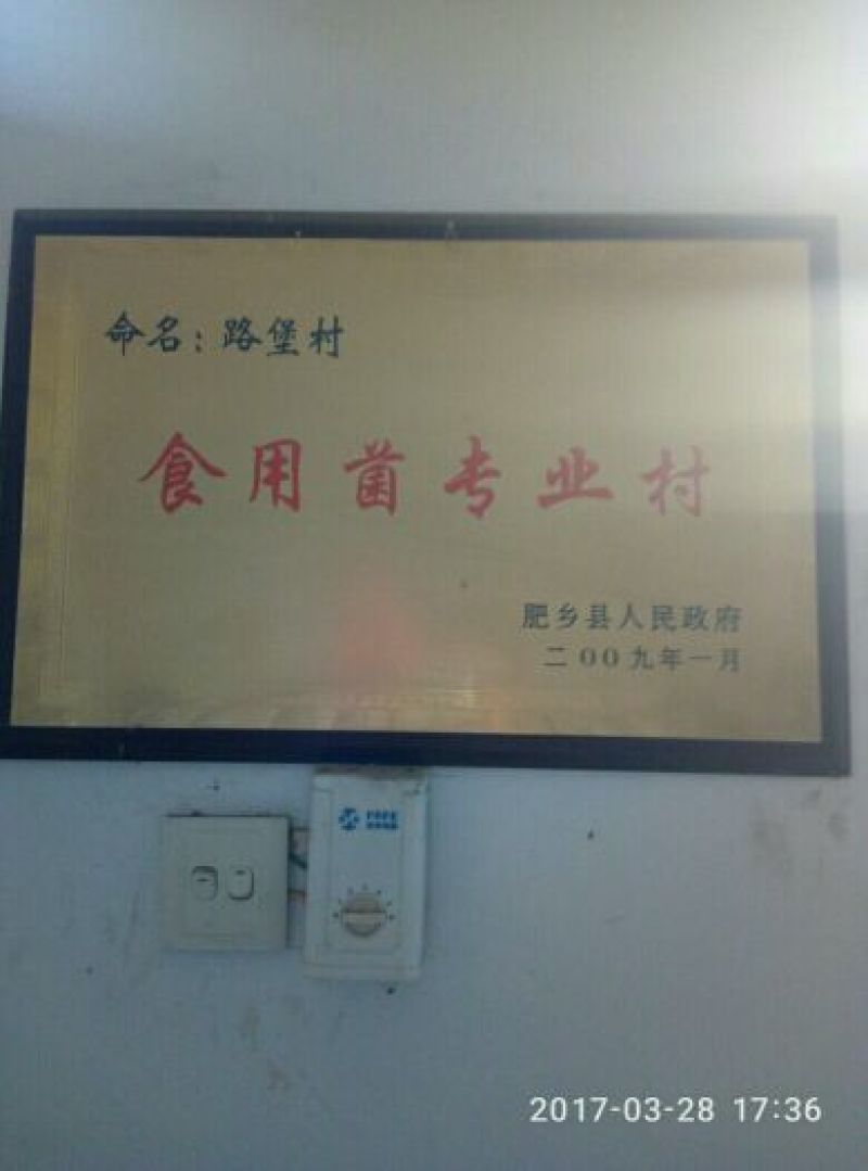 河北邯郸平菇菌棒平菇菌，包抗病高产免费技术指导欢迎来电