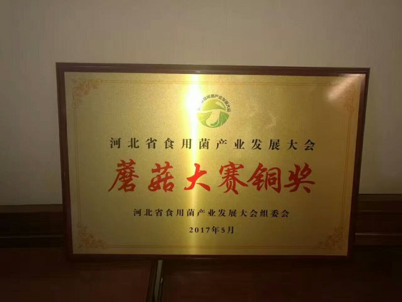 河北邯郸平菇菌棒平菇菌，包抗病高产免费技术指导欢迎来电