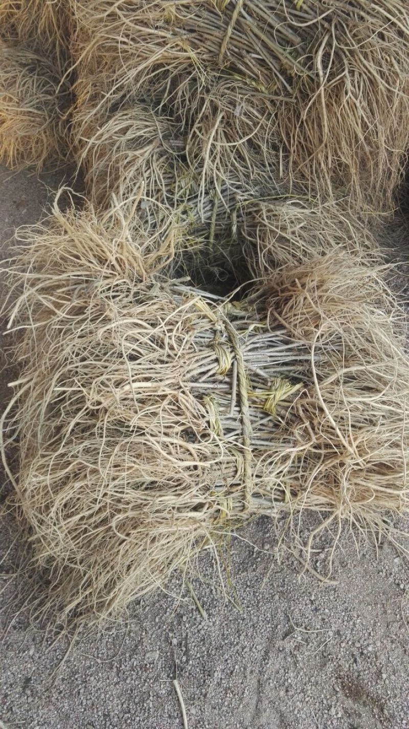 刺嫩芽苗刺嫩芽种子乌龙头苗