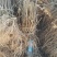 刺嫩芽苗刺嫩芽种子乌龙头苗