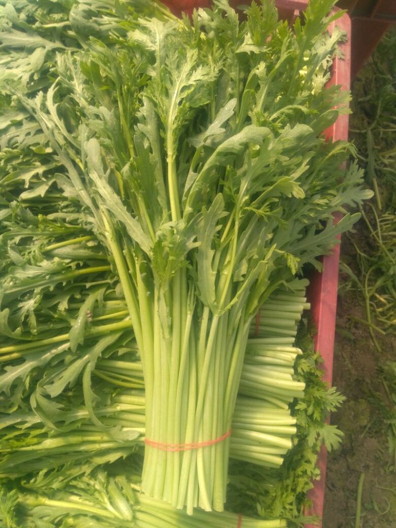 茼蒿20~25cm