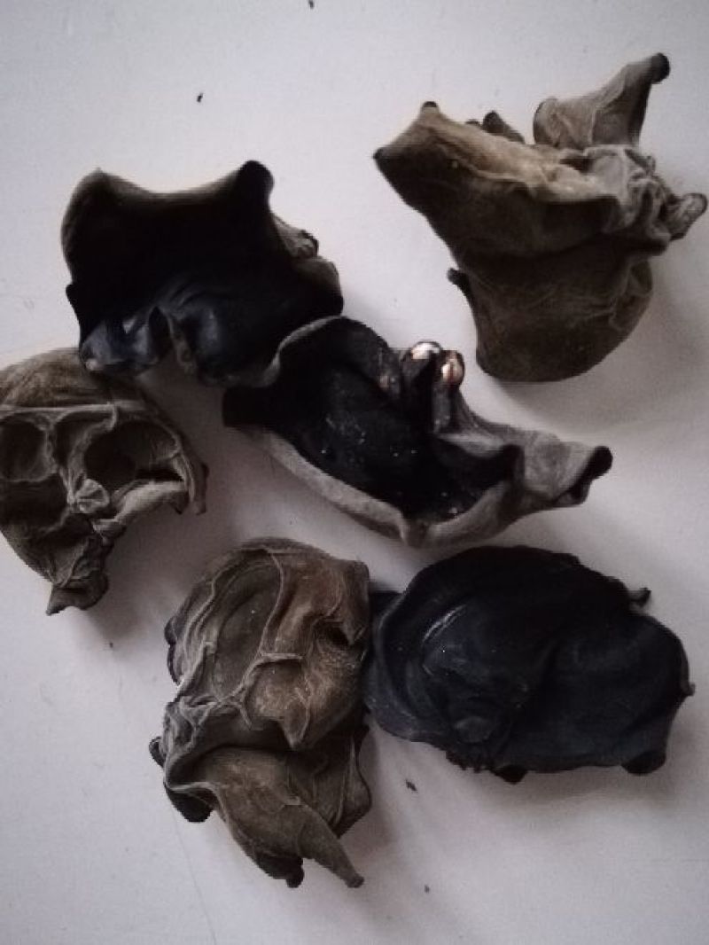 黑木耳春耳头茬无根肉质厚2.0