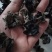 黑木耳春耳头茬无根肉质厚2.0