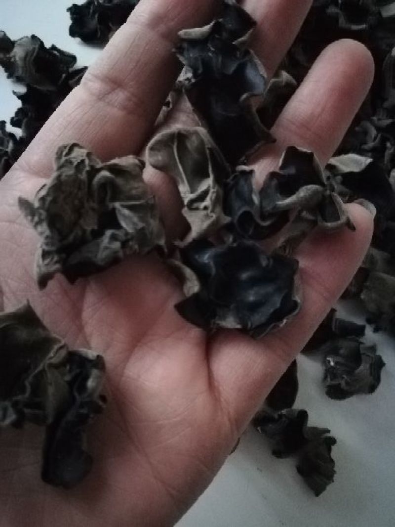 黑木耳春耳头茬无根肉质厚2.0