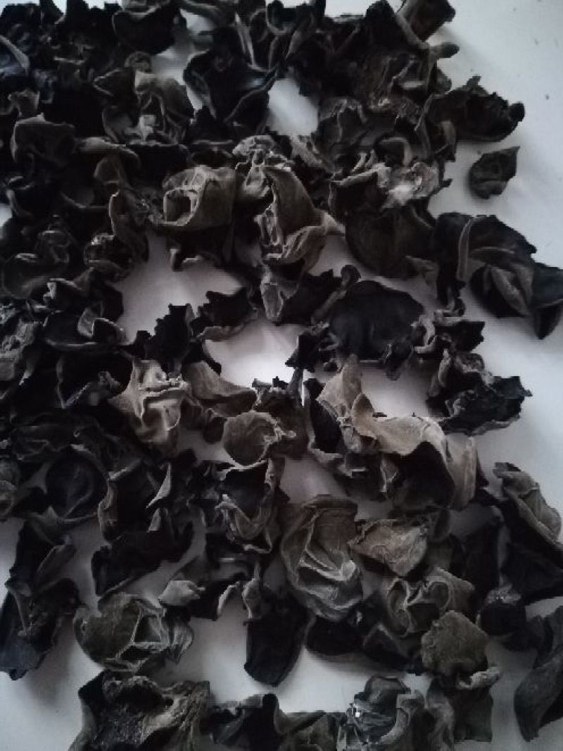 黑木耳春耳头茬无根肉质厚2.0