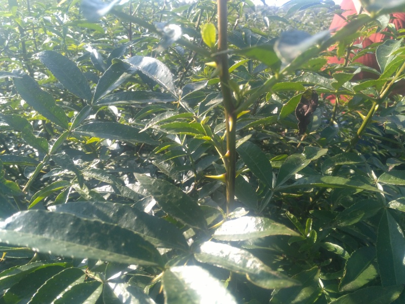 花椒树20~30cm