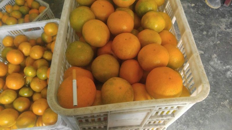 蜜橘5.5~6cm