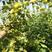 灯笼果树莓苗培育基地2年大苗产地价价格合理