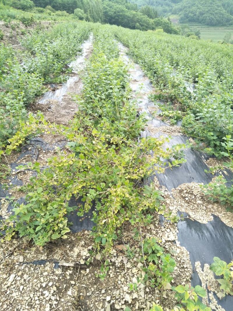 灯笼果树莓苗培育基地2年大苗产地价价格合理