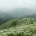 黄山贡菊
