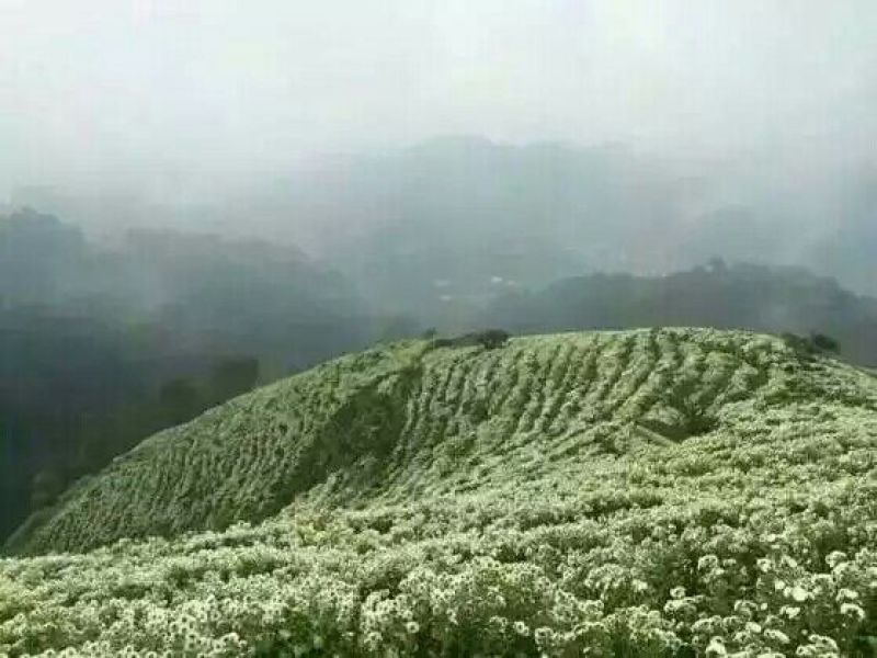 黄山贡菊