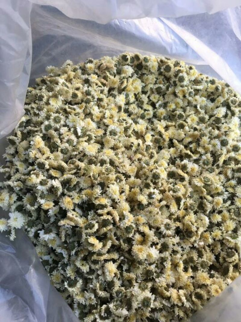 黄山贡菊