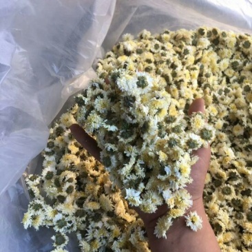 黄山贡菊