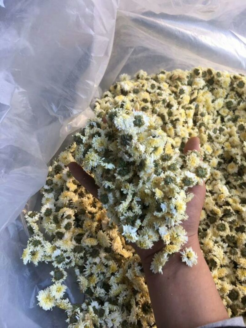 黄山贡菊