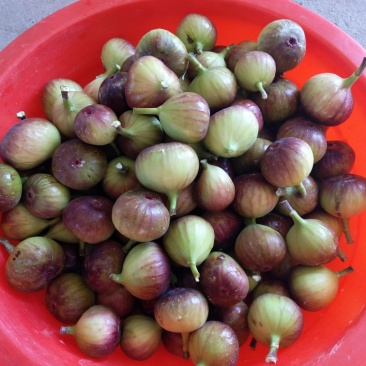 玛斯义陶芬无花果50~60g