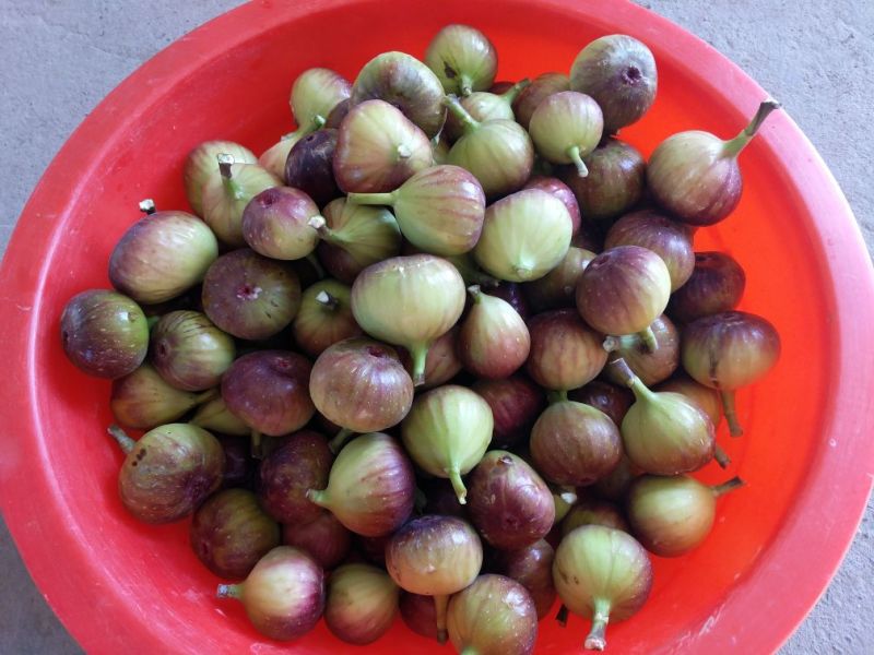 玛斯义陶芬无花果50~60g