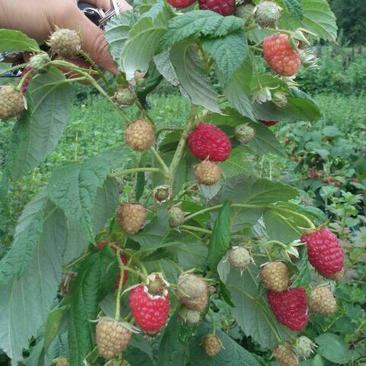树莓苗10cm以下2年苗当年结果红树莓苗