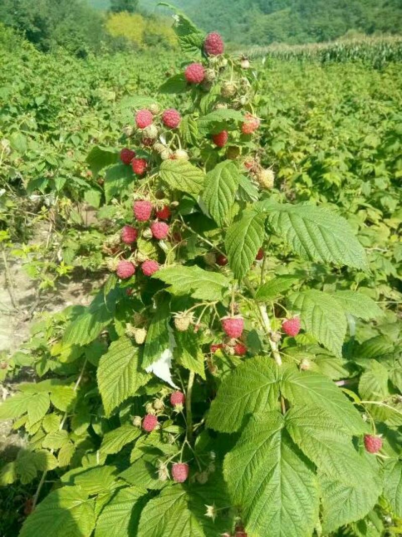 树莓苗10cm以下2年苗当年结果红树莓苗