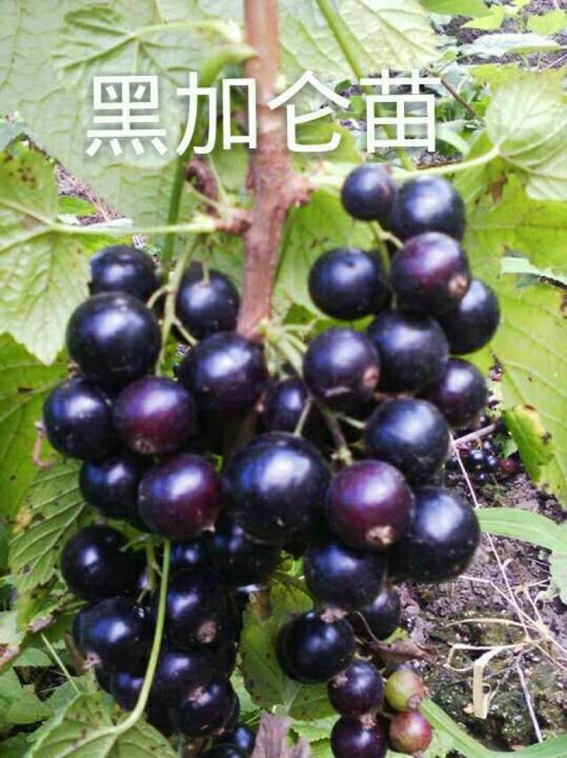 百亩黑加仑苗产地批发口感好果大产量高价格优惠合理