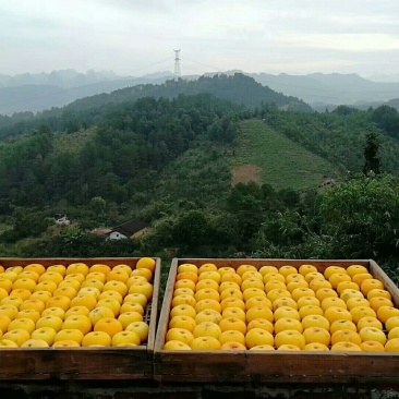 柿饼1~2两
