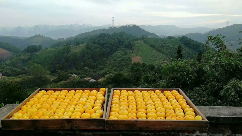 柿饼1~2两