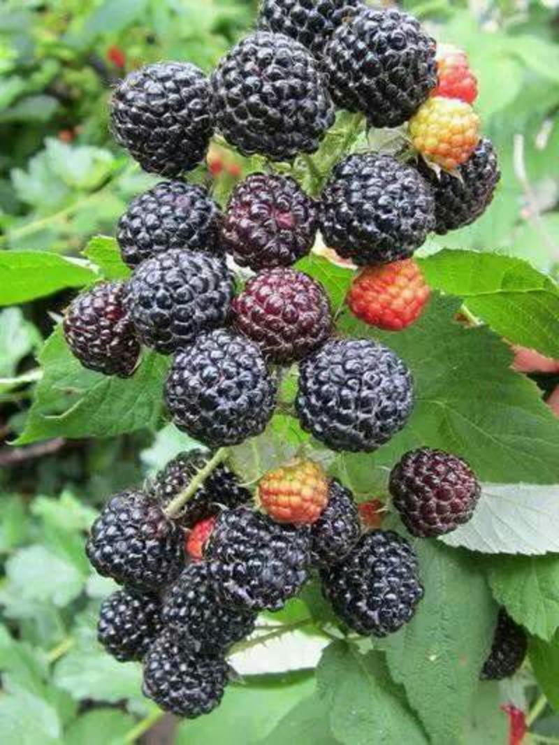 黑树莓苗10cm以下产地批发价格优惠品种纯正
