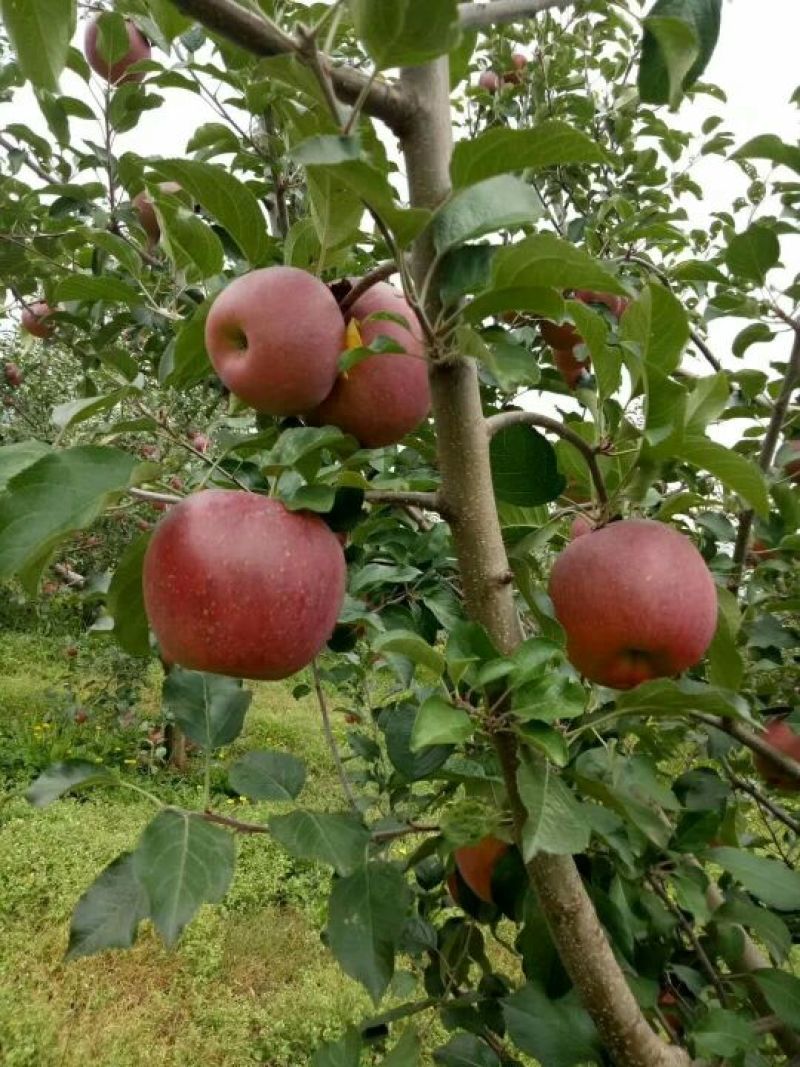 盐源苹果70mm以上光果
