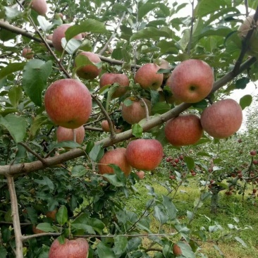盐源苹果70mm以上光果