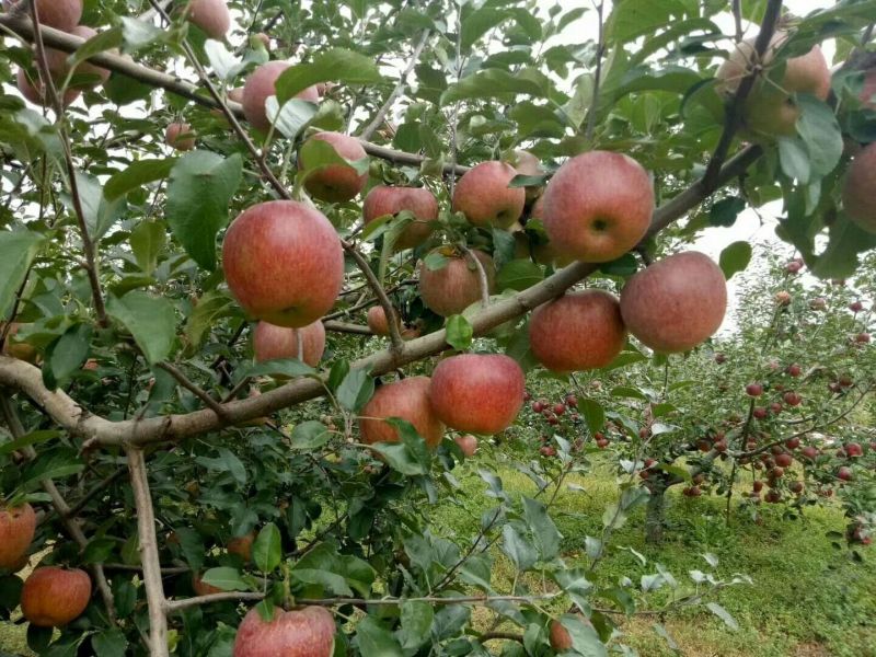 盐源苹果70mm以上光果