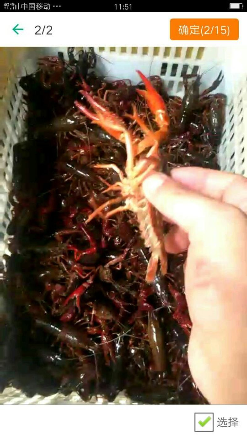龙虾苗人工养殖