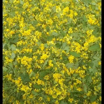 野菊花散装