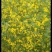 野菊花散装