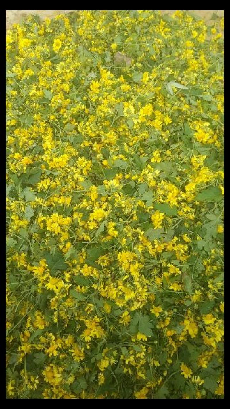 野菊花散装